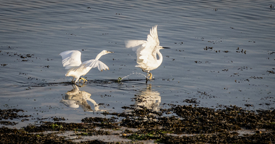 Hop it! This is My Patch - Jill Sullivan