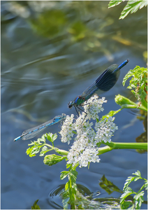 I was here first - Harvey Perkins