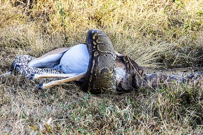 Just having a snack -  Jenny Tucker