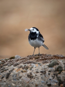 Nesting Wagtail - Andy Soar