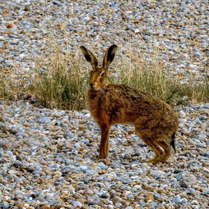 Orford Hare Spotted On The Shingle - Pat Ainger