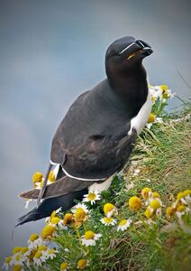 Razorbill - Ian Parker