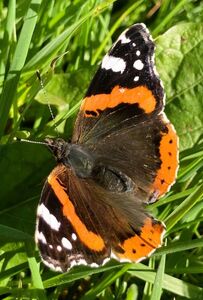 Red Admiral - Katharine Showell