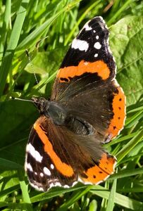 Red Admiral - Katharine Showell
