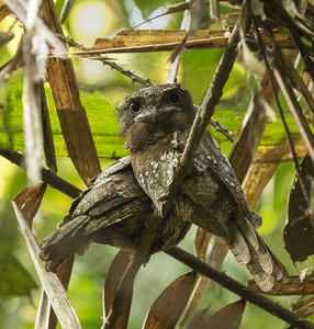 Sri Lankan Frogmouth - Jill Sullivan