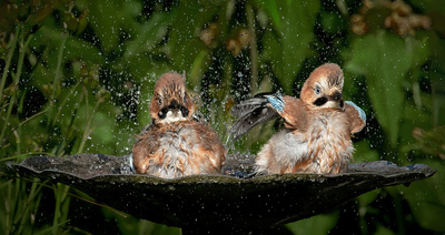 Stop splashing me! - Ann Laverock