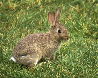 Young rabbbit - John Laverock