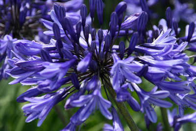Beth Chatto's agapanthus - Jenny Tucker