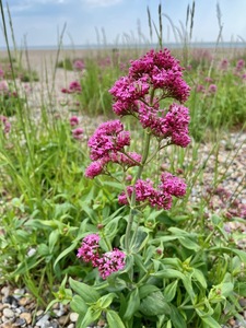 Beach Beauty - Viv Scurrell