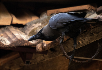 Cheeky house crow - Jill Sullivan