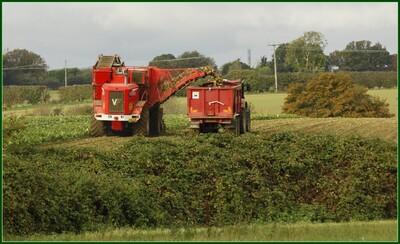 Sugar Harvest - Peter Cannons