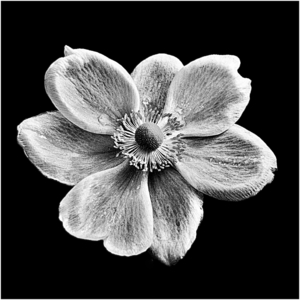 Japanese Anenome - Kevin Cannings