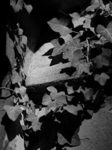 The Ivy - sandra Crittenden