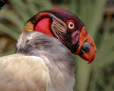 African King Vulture - Bob Adams