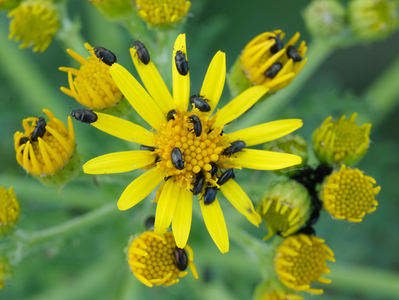 Attractive Yellow - Julie Humphries