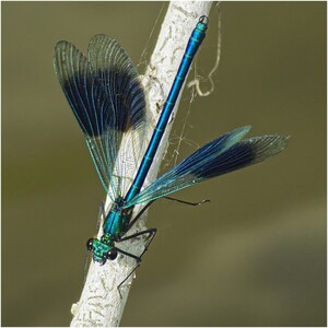 Banded Demoiselle - Harvey Perkins