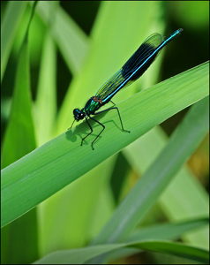 Banded Demoiselle - M Rivers