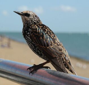 Down by the seaside - Roy Cane