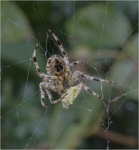 Entangled - Samantha Innard