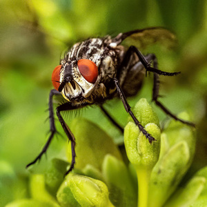 Flesh Fly - Alan Knopp