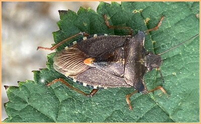 Forrest Gump - Peter Cannons