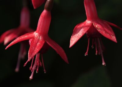 In the sunlight - Jenny Tucker