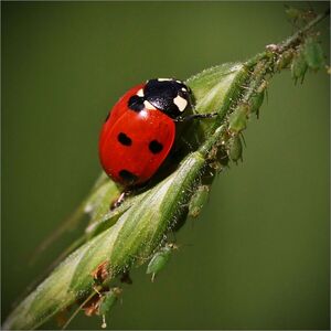 Ladybird Feast - Ian Parker