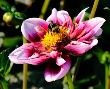 Liquid Desire at Buchart Gardens - Andy Barnes