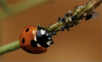 Lunchtime - Jill Sullivan