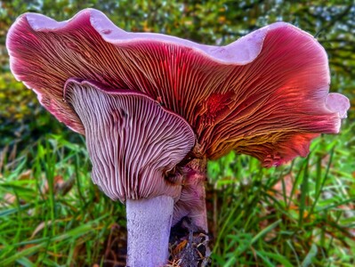 Pink Lepista nuda - Ian Bancroft