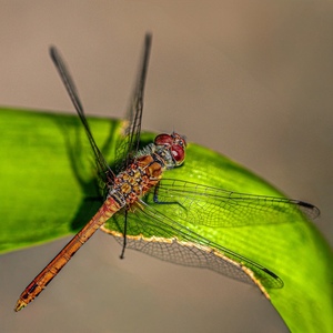 Resting Darter - Pat Ainger