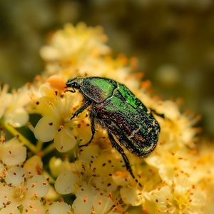 Rose Chafer - Pat Ainger