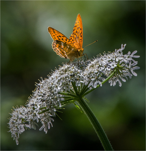 Silver Washed Fritillary - M Rivers