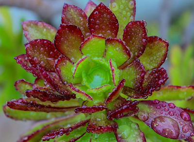 Succulent Serenity - Samantha Innard