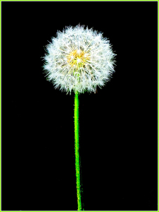 Taraxacum - Ian Bancroft