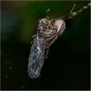 The Last Embrace - Andy Soar