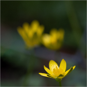 Three of a Kind - Tim Stott