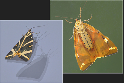 Tiger Moth at the window - Harvey Perkins