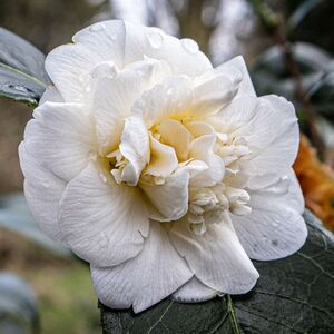 White Chamelia - Katharine Showell