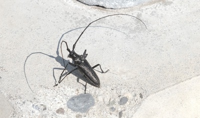 White Spotted Sawyer Beetle - Andy Barnes
