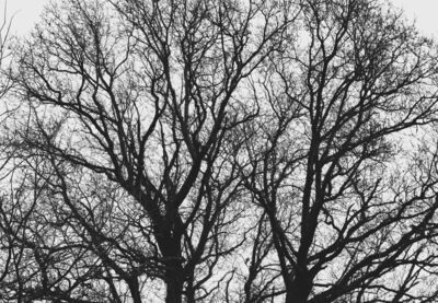 Skeleton Tree - Katharine Showell