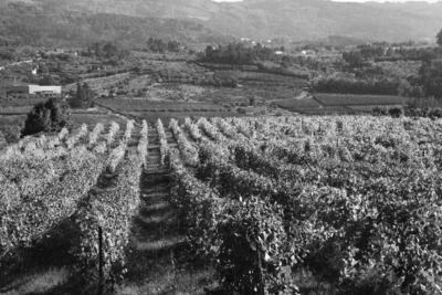 The Countessa Valley - Harold Mousley