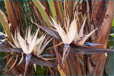 Flowering Bamboo - Colin Bailey