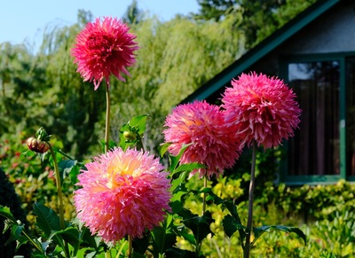 In the Pink - Andy Barnes