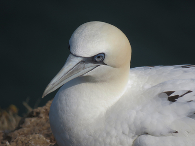 Northern Gannet - Julie Humphries