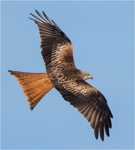 Red Kite - Mark Rivers