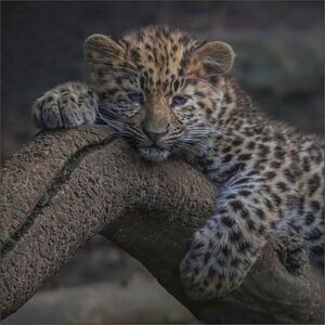 Sleepy Leopard Cub - Ian Parker 