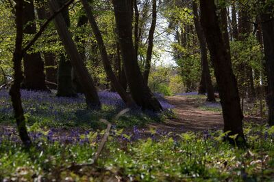Spring Walk - Colin Bailey