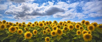 Sunny Flowers, Cloudy Sky - Andy Soar