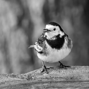 Chirpy Chappie - Pat Ainger